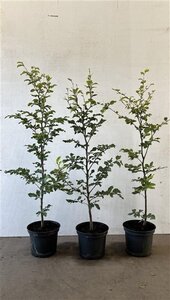 Fagus sylvatica 80-100 cm cont. 5,0L - image 3