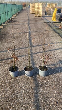 Fagus sylvatica 80-100 cm cont. 5,0L