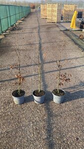 Fagus sylvatica 80-100 cm cont. 5,0L