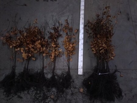 Fagus sylvatica 80-100 cm wortelgoed 3 jarig verplante zaailin - afbeelding 1