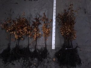 Fagus sylvatica 80-100 cm wortelgoed 3 jarig verplante zaailin