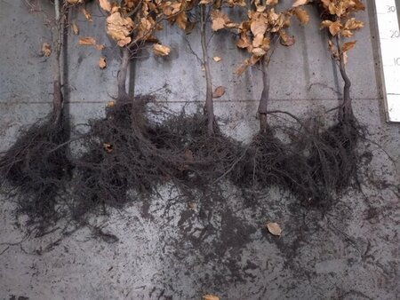 Fagus sylvatica 80-100 cm wortelgoed 3 jarig verplante zaailin - afbeelding 2