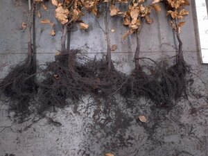 Fagus sylvatica 80-100 cm wortelgoed 3 jarig verplante zaailin - afbeelding 2