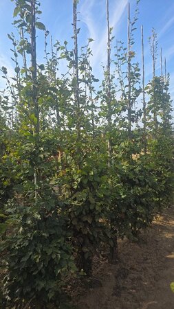 Fagus sylvatica 8-10 cm wortelgoed geveerd - afbeelding 1