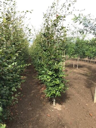 Fagus sylvatica 8-10 cm wortelgoed geveerd - afbeelding 7