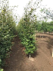 Fagus sylvatica 8-10 cm wortelgoed geveerd - afbeelding 7