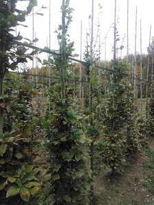 Fagus sylvatica 8-10 cm wortelgoed geveerd - afbeelding 5
