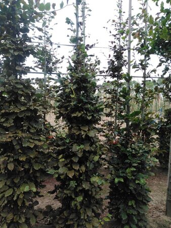 Fagus sylvatica 8-10 cm wortelgoed geveerd - afbeelding 4