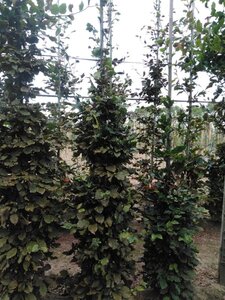 Fagus sylvatica 8-10 cm wortelgoed geveerd - afbeelding 4