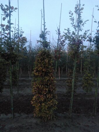 Fagus sylvatica 8-10 cm wortelgoed geveerd - afbeelding 7