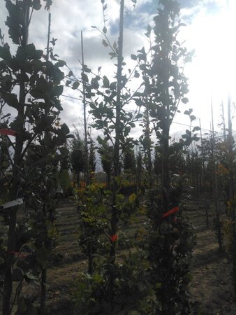 Fagus sylvatica 8-10 cm wortelgoed geveerd - afbeelding 2