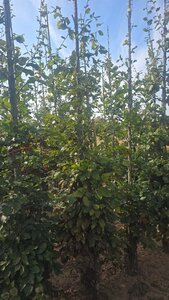 Fagus sylvatica 8-10 cm wortelgoed geveerd - afbeelding 6