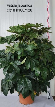 Fatsia japonica geen maat specificatie cont. 18L
