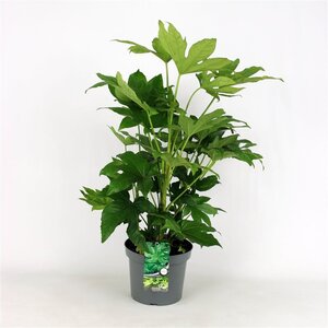 Fatsia japonica geen maat specificatie cont. 5,0L