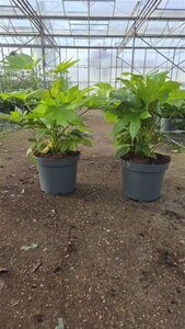 Fatsia japonica geen maat specificatie cont. 7,5L