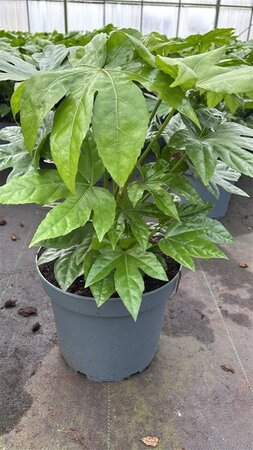Fatsia japonica geen maat specificatie cont. 7,5L