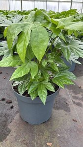 Fatsia japonica geen maat specificatie cont. 7,5L