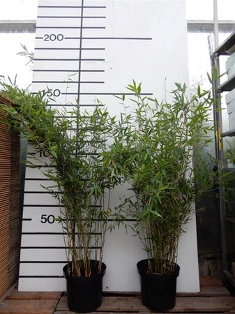 Fargesia 'Winter Joy' 100-125 cm cont. 10L - afbeelding 3