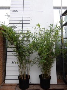 Fargesia 'Winter Joy' 100-125 cm cont. 10L - afbeelding 3