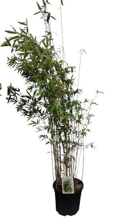 Fargesia 'Winter Joy' 100-125 cm cont. 10L - afbeelding 2