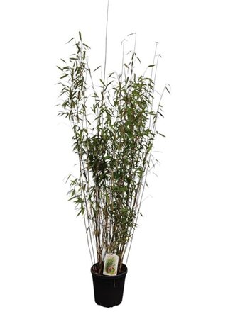 Fargesia 'Winter Joy' 125-150 cm cont. 10L - afbeelding 2