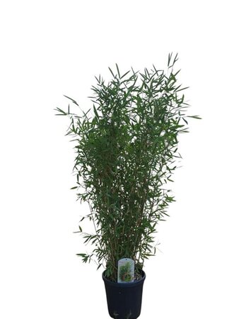 Fargesia 'Winter Joy' 125-150 cm cont. 10L - afbeelding 3