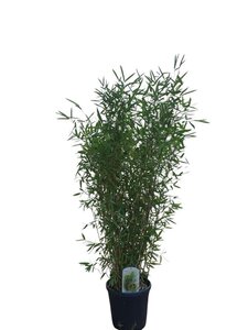 Fargesia 'Winter Joy' 125-150 cm cont. 10L - afbeelding 3