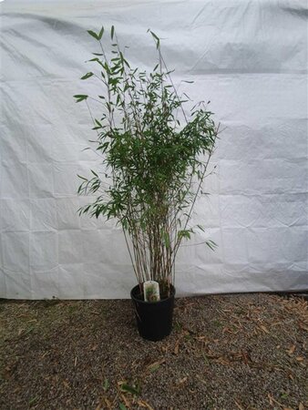 Fargesia 'Winter Joy' 125-150 cm cont. 15L - afbeelding 6