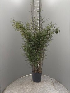 Fargesia 'Winter Joy' 125-150 cm cont. 15L - afbeelding 2