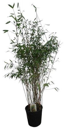 Fargesia 'Winter Joy' 125-150 cm cont. 15L - afbeelding 7