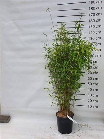 Fargesia 'Winter Joy' 125-150 cm cont. 15L - afbeelding 9
