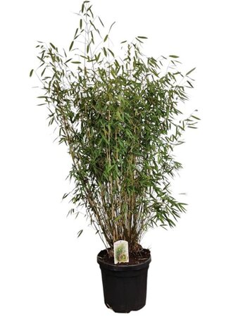 Fargesia 'Winter Joy' 125-150 cm cont. 15L - afbeelding 5