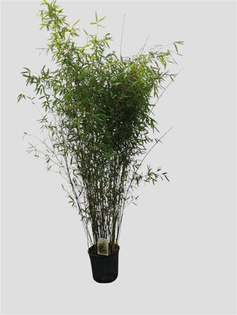 Fargesia 'Winter Joy' 125-150 cm cont. 15L - afbeelding 8