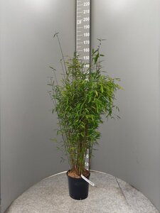 Fargesia 'Winter Joy' 125-150 cm cont. 15L - afbeelding 8