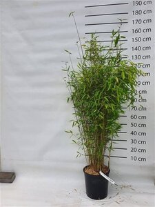 Fargesia 'Winter Joy' 125-150 cm cont. 15L - afbeelding 4