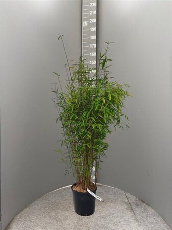 Fargesia 'Winter Joy' 125-150 cm cont. 15L - afbeelding 3