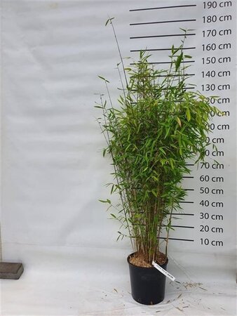 Fargesia 'Winter Joy' 125-150 cm cont. 15L - image 4
