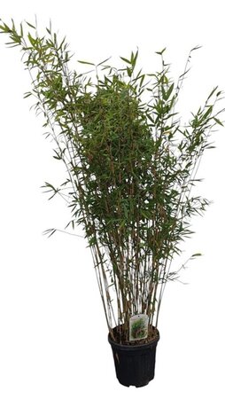 Fargesia 'Winter Joy' 150-175 cm cont. 10L - afbeelding 3