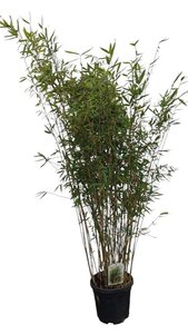 Fargesia 'Winter Joy' 150-175 cm cont. 10L - afbeelding 3