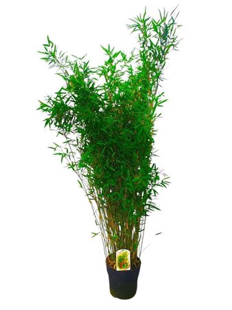 Fargesia 'Winter Joy' 150-175 cm cont. 10L - image 2