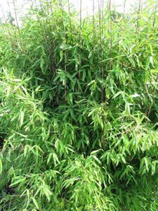 Fargesia 'Winter Joy' 175-200 cm cont. 10L - afbeelding 3