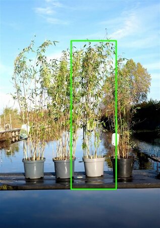 Fargesia 'Winter Joy' 175-200 cm cont. 10L - afbeelding 4