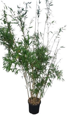 Fargesia 'Winter Joy' 175-200 cm cont. 10L - afbeelding 2