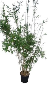 Fargesia 'Winter Joy' 175-200 cm cont. 10L - afbeelding 2