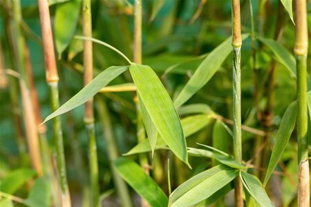 Fargesia 'Winter Joy' 175-200 cm cont. 10L - afbeelding 1