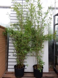 Fargesia 'Winter Joy' 175-200 cm cont. 15L - afbeelding 2