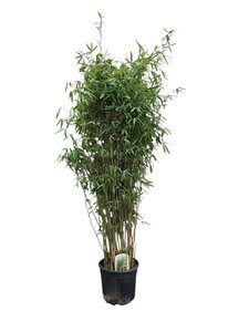 Fargesia 'Winter Joy' 175-200 cm cont. 15L - afbeelding 3