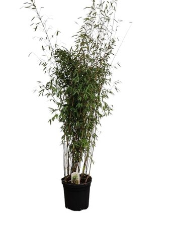 Fargesia 'Winter Joy' 175-200 cm cont. 30L - afbeelding 2