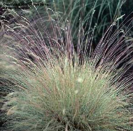 Festuca amethystina geen maat specificatie 0,55L/P9cm - afbeelding 2