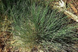 Festuca amethystina geen maat specificatie 0,55L/P9cm